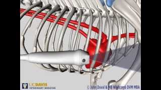 Equine Echocardiographic Technique Cardiac Ultrasound [upl. by Kerred]