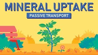 Plant Nutrition Mineral Absorption  Part 1 [upl. by Amak22]