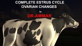 ESTRUS CYCLE IN COW [upl. by Artened]