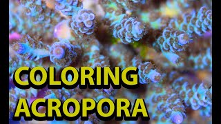 The Secret To Coloring Up Acropora \\ How To Get The Bets Color From Your SPS Corals [upl. by Barabbas]