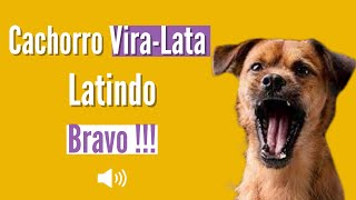 Latido de Cachorro ViraLata  BRAVO [upl. by Lavella]