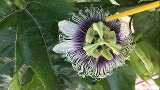 How to pollinate Purple Passion Fruit Plant Passiflora Edulis [upl. by Anawd]