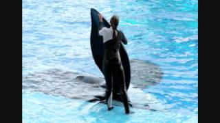 SeaWorld trainers describe death details [upl. by Minni387]