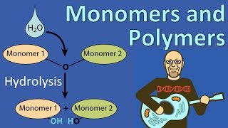 Monomers and Polymers [upl. by Iaria]