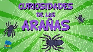 Curiosidades de las Arañas  Videos Educativos para Niños I Happy Learning [upl. by Nealy]