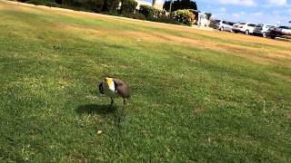 plover protecting eggs [upl. by Cirda]