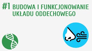 Budowa i funkcjonowanie układu oddechowego 1  Oddychanie i wydalanie [upl. by Alejandra]