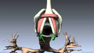 Larynx  Ligaments Membranes Vocal Cords  3D Anatomy Tutorial [upl. by Yelekalb425]