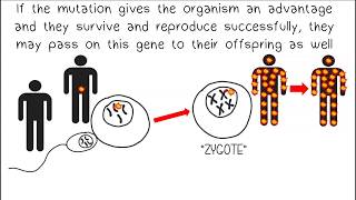 Mutations and Evolution [upl. by Derril]