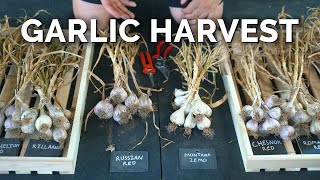 How to Grow Garlic  Garlic Scapes Harvesting amp Curing Part 3 [upl. by Sauer804]