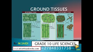 GROUND TISSUES parenchyma collenchyma amp sclerenchyma Grade 10 life sciences  MSAIDI [upl. by Braswell]