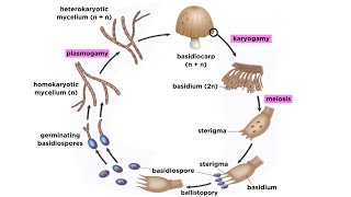 Basidiomycota Part 2 The Mushroom Life Cycle [upl. by Dnalloh]