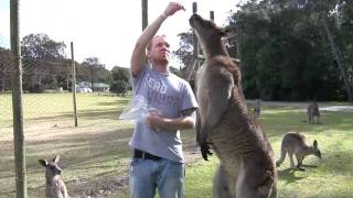 brian feeding a massive kangaroo [upl. by Aicyla]