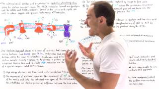 Introduction to Oxidative Phosphorylation [upl. by Bradski878]