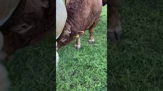 Gelbvieh Frankenvieh Cattle Bull [upl. by Ahcire]