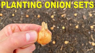 Planting Onion Bulbs A Complete Guide From Start To Finish [upl. by Idet820]