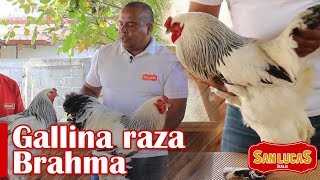 Gallina Brahma  Las gallinas gigantes  Granja San Lucas [upl. by Latini]