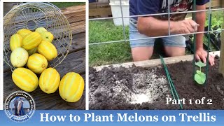 How Plant Melon on Trellis [upl. by Ronny]