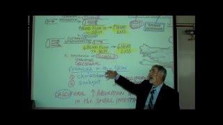 ANATOMY THE INTEGUMENT Part 1 by Professor Fink [upl. by Tevis]