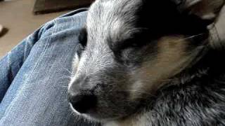 blue heeler puppy moans about being woken [upl. by Hplar]