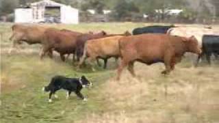 Border Collies Herding Cattle [upl. by Lepp]