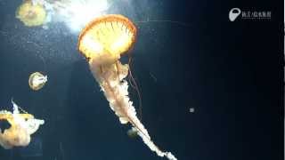 クラゲの毒針発射の瞬間  Sting of the jellyfish [upl. by Repmek564]