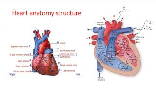 Cardiac anatomy lecture [upl. by Anav]