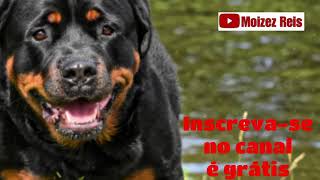 Latido de cachorro Rottweiler Bravo [upl. by Elttil]