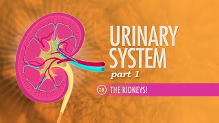 Urinary System Part 1 Crash Course Anatomy amp Physiology 38 [upl. by Nwahc90]