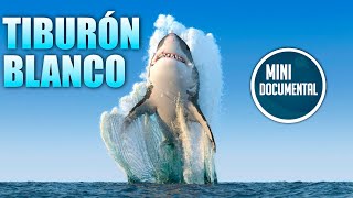 Tiburón blanco mini documental [upl. by Inaluiak]