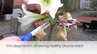 How to trim an amaryllis plant [upl. by Haag738]