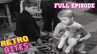 Lassie  The Puppy Story  Full Episodes [upl. by Fransen510]