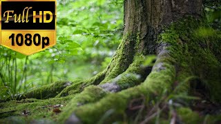 Forest Stock Footage  Free HD Video  no copyright [upl. by Rica]