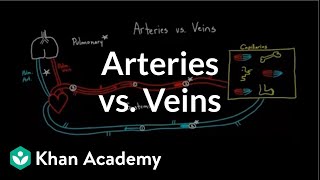 Arteries vs veinswhats the difference  Circulatory system physiology  NCLEXRN  Khan Academy [upl. by Sillert213]