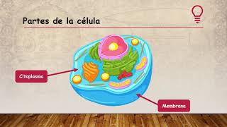 LA CELULA Y SUS PARTES  PARA 5TO GRADO [upl. by Lebbie]