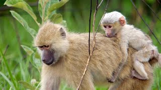 How Baby Baboons Are Adept at Getting Around [upl. by Lebazi]