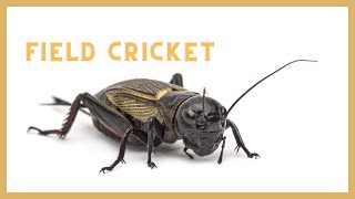 Cricket sounds at night Cricket chirping in the grass Gryllus campestris [upl. by Raney224]