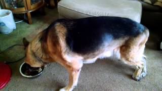 Degenerative Myelopathy progression update Nov014 [upl. by Aracahs]