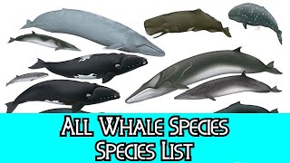 All Whale Species  Species List [upl. by Eiderf800]