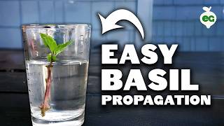 Propagating Basil Grow an INFINITE Supply Forever [upl. by Jansen]