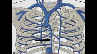 ANATOMIE FMPM SYSTEM AZYGOS [upl. by Esiled]