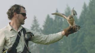 Falconry on Nutrilite Farms  Amway [upl. by Peterson873]