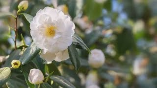 How to Grow Camellias  Mitre 10 Easy As Garden [upl. by Zechariah46]