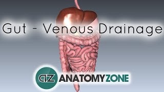 Blood Supply to the Gut Introduction  Part 2 Venous DrainagePortal System [upl. by Cusick]