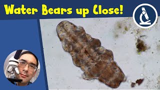 TARDIGRADES Water Bears under the microscope  Moss Piglet [upl. by Julee580]