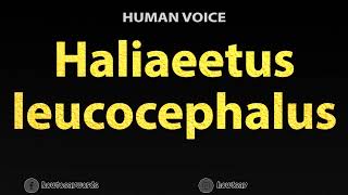 How to Pronounce Haliaeetus leucocephalus [upl. by Beatrisa]