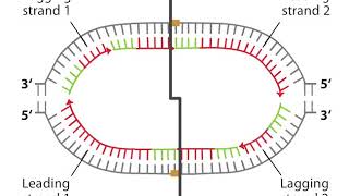 Bi directional replication [upl. by Uhayile]