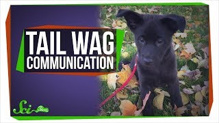 Why Do Dogs Wag Their Tails [upl. by Ogilvie]