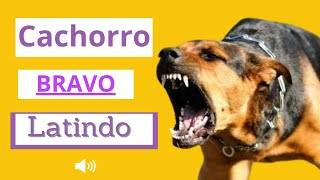 Cachorro Latindo BRAVO   Latido de 8 Cães [upl. by Luhey]