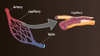 Network of Blood Vessels  Arteries Veins amp Capillaries [upl. by Ikiv970]